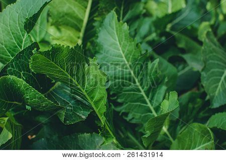 Green Leaves Of Horseradish In The Garden, Harvest Agriculture