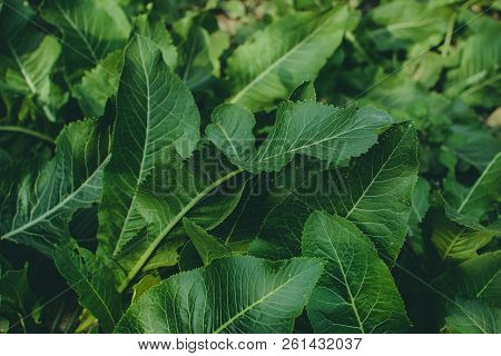 Green Leaves Of Horseradish In The Garden, Harvest Agriculture
