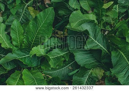 Green Leaves Of Horseradish In The Garden, Harvest Agriculture