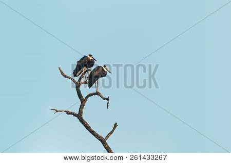 Two Storks Perched In A Dead Tree On The Background Of Blue Sky. India, National Park.