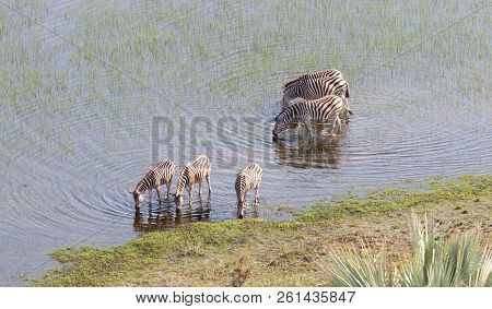 Wild African Zebra In The Okavango Delta - Botswana