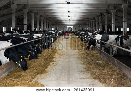 Black And White Cows Eating Hay In Cowshed On Dairy Farm. Cow Feeding. Agriculture Industry, Farming