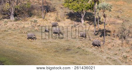 Elephants In The Okavango Delta (botswana)