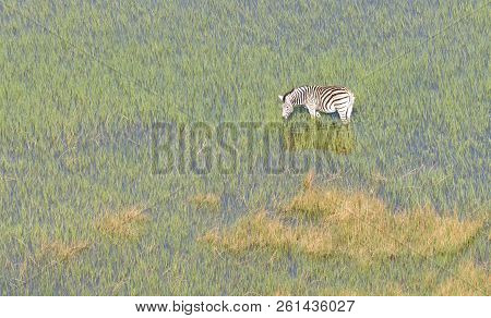 Wild African Zebra In The Okavango Delta - Botswana