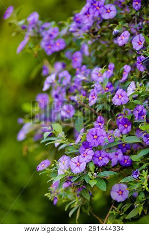 Blooming Tree Blue Potato Bush