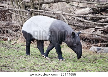 Tapir Whole Profile Side View Close Up