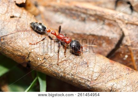 Bi-coloured Arboreal Ant (tetraponera Rufo) A Dangerous Ant That Have Painful Sting Can Cause Allerg