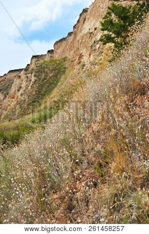 wildflowers on high coast by the sea, beautiful summer landscape, travel concept