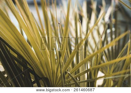 Palm Tree Closeup Shoot In The Summer