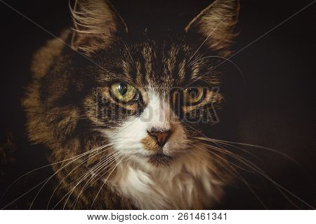 Main Coon Portrait Shot Closeup With Dark Background