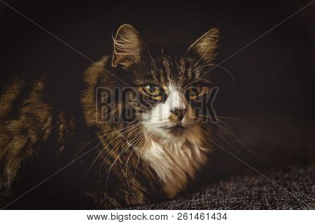 Main Coon Portrait Shot Closeup With Dark Background