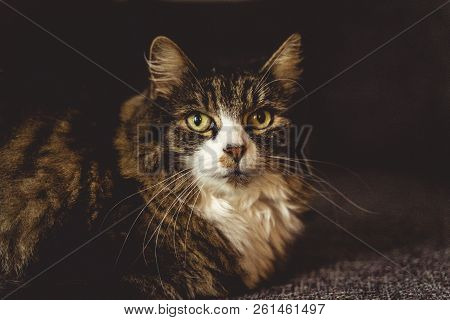 Main Coon Portrait Shot Closeup With Dark Background