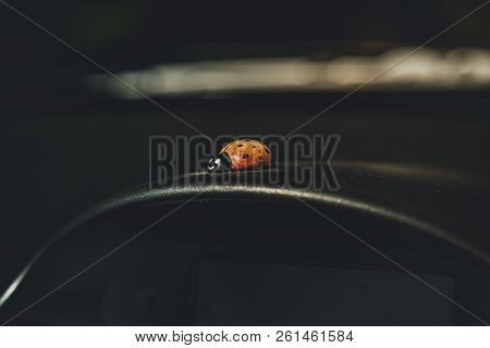Red Plastic Ladybug On Black Surface With Blurred Background