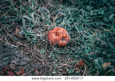 Rotting Apple (fruit) On Grass In Garden