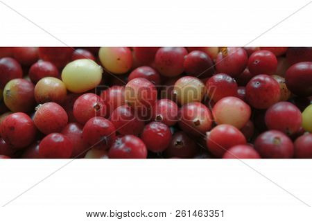 Cranberry red berry.
A lot of cranberries. Autumn harvest of vitamins. Card, photophone, background.