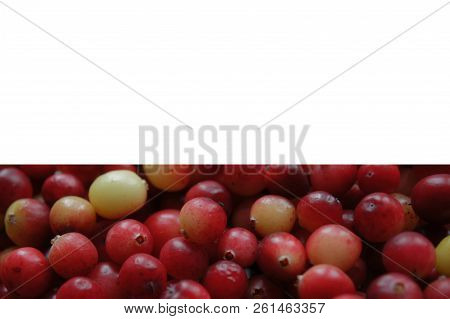 Cranberry Red Berry.
A Lot Of Cranberries. Autumn Harvest Of Vitamins. Card, Photophone, Background.