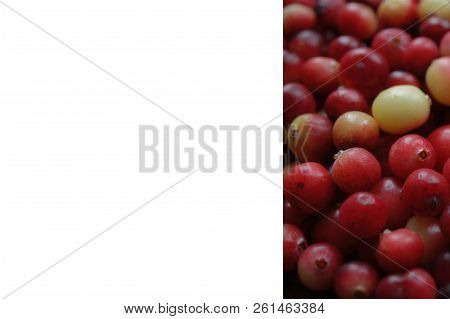 Cranberry Red Berry.
A Lot Of Cranberries. Autumn Harvest Of Vitamins. Card, Photophone, Background.