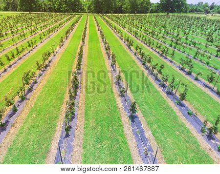 Top View Blackberry Farm At Summertime In Texas, America