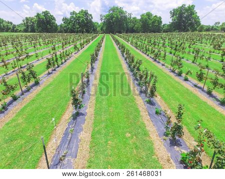 Top View Blackberry Farm At Summertime In Texas, America