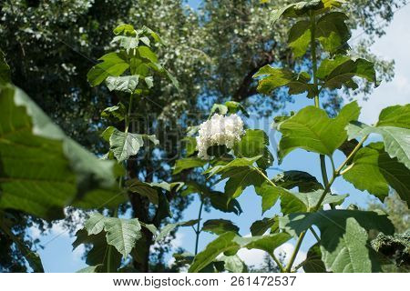 Roseum Cultivar Of Viburnum Opulus In Bloom