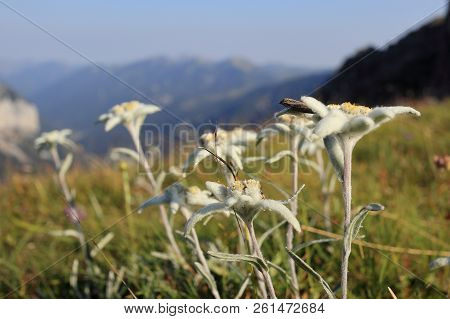 Many Edelweis - Flowers On A Field In The Mountains