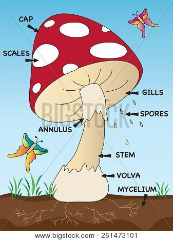 Illustration Of Mushroom Structure For School Children