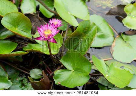 It Is Beautiful Flower Pink Lotus At Red Lotus Floating Maket Banglan Nakhon Pathom Thailand.