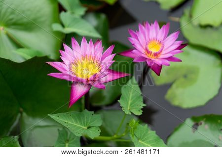 It Is Beautiful Flower Pink Lotus At Red Lotus Floating Maket Banglan Nakhon Pathom Thailand.