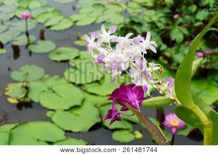 It Is Beautiful Flower Pink Orchid At Red Lotus Floating Maket Banglan Nakhon Pathom Thailand.