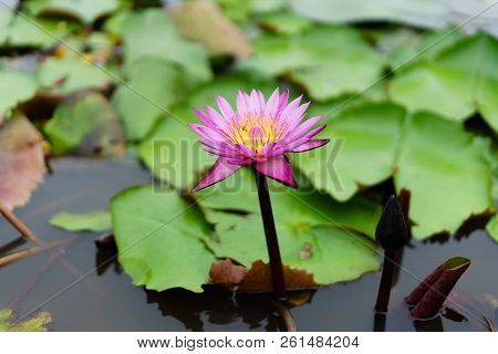 It Is Beautiful Flower Pink Lotus At Red Lotus Floating Maket Banglan Nakhon Pathom Thailand.