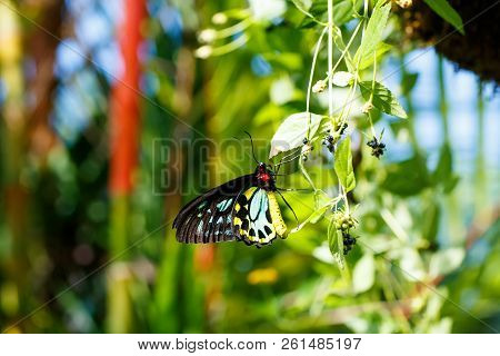 A Shallow Focus Closup Image Of A Beautiful Butterfly