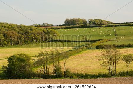 Countryside Of Fields And Hedges Near Bideford In Devon, England. Early Summer.