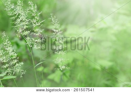 Herbs In Nature Under Sunlight. Forest Herbs On Green Blurred Background. Selective Focus. Natural H