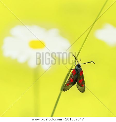 Small Black Butterfly With Red Spots Sits On Yellow Blurred Background With Copy Space. Six-spot Bur