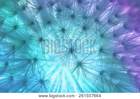 Abstract Turquoise Background, Dandylion Flower Close Up