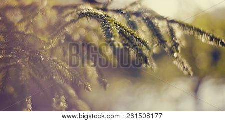 Blurred Background  With Green Fir-tree Branches And Bokeh
