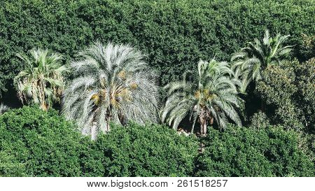 Palm Tree In A Park