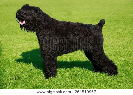 Dog Breed Russian Black Terrier Stand On Green Grass