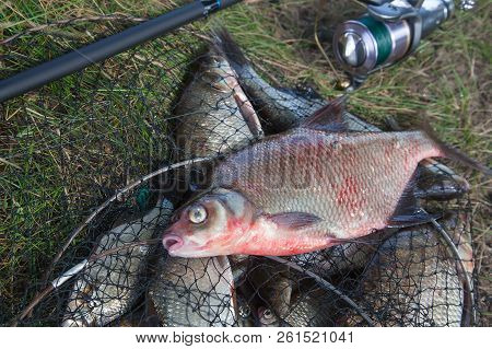 Close Up View Of Big Freshwater Common Bream Fish And Fishing Rod With Reel On Landing Net..