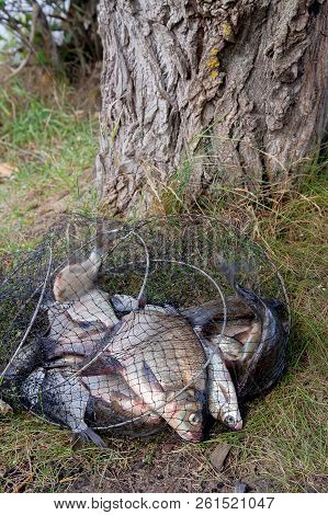 Freshwater Bream Fish And Silver Bream In Landing Net With Fishery Catch In It..