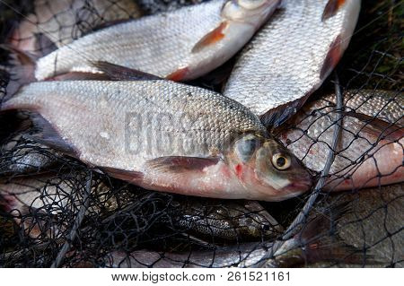 Freshwater White Bream Or Silver Bream And Bronze Bream Or Carp Bream On Landing Net..