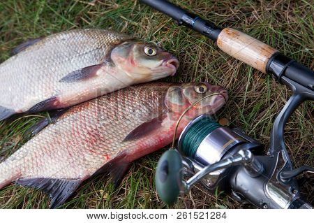 Successful Fishing -  Two Big Freshwater Bream Fish And Fishing Rod With Reel On Natural Background.