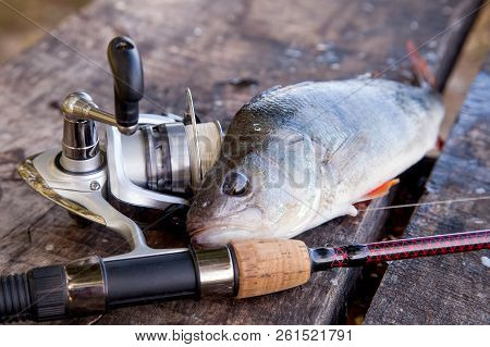 Close Up View Of Big Freshwater Perch And Fishing Equipment On Wooden Background..