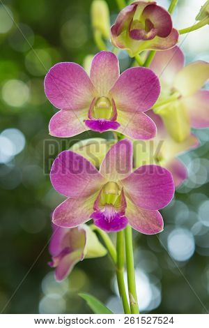 Beautiful Orchid. Purple Dendrobium Sonia (orchidaceae) Close Up From Plant.