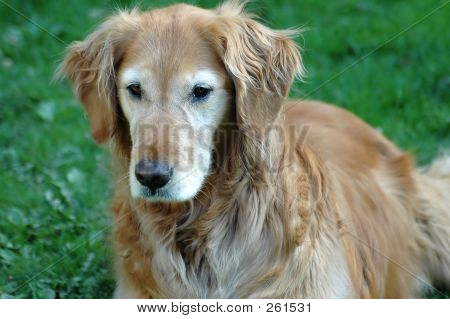Golden Retriever