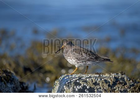 The Purple Sandpiper (calidris Maritima) A Small Shorebird.