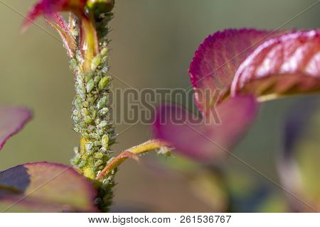 Small Black Aphid On A Green Leaf In The Open Air Close Up
