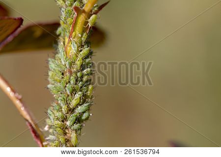 Small Black Aphid On A Green Leaf In The Open Air Close Up