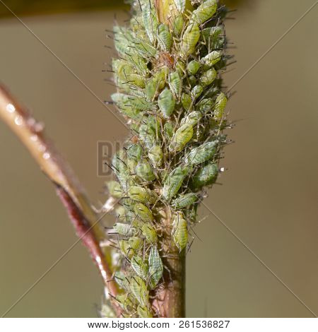 Small Black Aphid On A Green Leaf In The Open Air Close Up