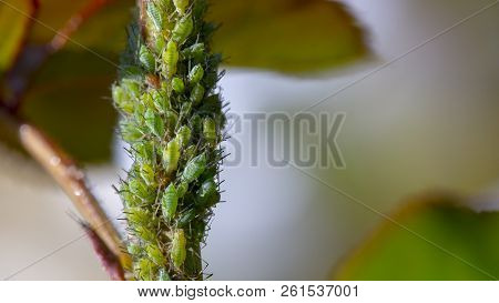 Small Black Aphid On A Green Leaf In The Open Air Close Up